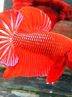 ปลากัดคัดเกรดครีบสั้น - Halfmoon Plakad Fancy อสูรเนื้อแดง Premium Quality Grade