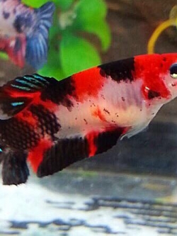 ปลากัดคัดเกรดครีบสั้นตัวเมีย - Female Halfmoon Plakad Fancy Koi Galaxy Premium Quality Grade