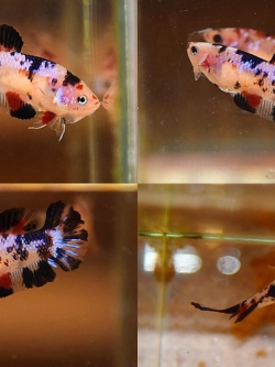 แม่พันธุ์ไข่เต็มท้องพร้อมผสม“ลายปลาคราฟ”ปลากัดคัดเกรดครีบสั้นตัวเมีย - Female Halfmoon Plakad Fancy Black Koi Premium Quality Grade