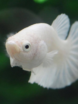 แบ่งแม่พันธุ์ปลากัดคัดเกรดครีบสั้นเพศเมีย - Female Halfmoon Plakad Premium Quality Grade White Platinum AAA+