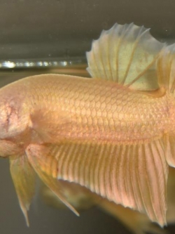 ปลากัดสีทอง ปลากัดคัดเกรดครีบสั้น - Halfmoon Plakad Super Gold Premium Quality Grade