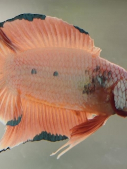 มาเบิ้ลหางคู่ ปลากัดคัดเกรดครีบสั้นสองหาง - Double Tails Fancy Marble Premium Quality Grade