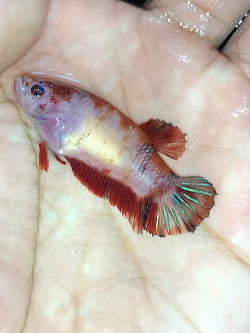 "ตัวเมียไข่เต็มท้องพร้อมผสม"ปลากัดคัดเกรดครีบสั้น - Female Halfmoon Plakad Fancy Quality Grade