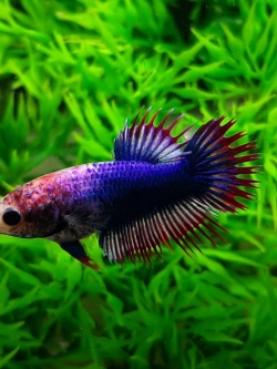 "ลายธงชาติ"ปลากัดคัดเกรดครีบยาวหางมงกุฎเพศเมีย - Female CrownTails Thailand Premium Quality Grade AAA+