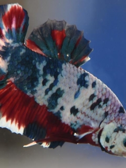 ปลากัดแฟนซีลายจุดเกรดพ่อพันธุ์ ปลากัดคัดเกรดครีบสั้น - Halfmoon Plakad Fancy Dragon Premium Quality Grade