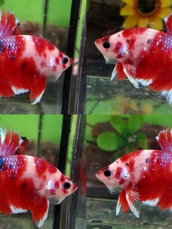 ปลากัดคัดเกรดครีบสั้น - Halfmoon Plakad Fancy Premium Quality Grade