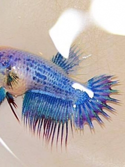 "ลายธงชาติ"ปลากัดคัดเกรดครีบยาวหางมงกุฎเพศเมีย - Female CrownTails Thailand Premium Quality Grade AAA+