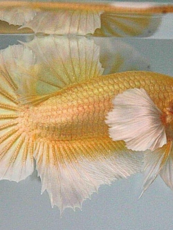 ปลากัดคัดเกรดหูช้างครีบสั้นสีทอง - Halfmoon Plakad Big Ear Super Gold Premium Quality Grade