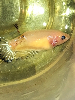 "ตัวเมียไข่เต็มท้องพร้อมผสม"ปลากัดคัดเกรดครีบสั้น - Female Halfmoon Plakad Fancy Quality Grade