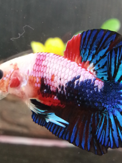 ปลากัดคัดเกรดครีบสั้น - Halfmoon Plakad Fancy Dragon Premium Quality Grade