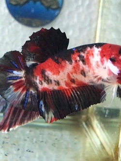 ปลากัดยักษ์คัดเกรดครีบสั้น - Giant Halfmoon Plakad Red koi Galaxy Quality Grade