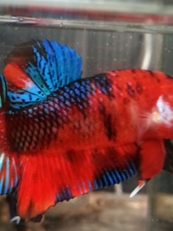 ปลากัดคัดเกรดครีบสั้น - Halfmoon Plakad Fancy Red Koi Premium Quality Grade