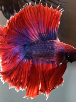 "ธงชาติไทย" ปลากัดคัดเกรดครีบยาว - Halfmoon FancyThailand Premium Quality Grade AAA+