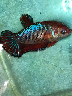 "ตัวเมียไข่เต็มท้องพร้อมผสม"ปลากัดคัดเกรดครีบสั้น - Female Halfmoon Plakad Fancy Quality Grade