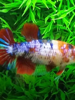 "ตัวเมียพร้อมผสม"ปลากัดคัดเกรด - Female Premium Quality Grade