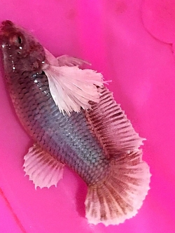 ปลากัดคัดเกรดหูช้างครีบสั้นตัวเมีย - Female Halfmoon Plakad Big Ear Lavender Premium Quality Grade