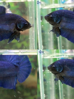 (ขายแล้วครับ)"คัดเกรด"ปลากัดยักษ์ครีบสั้น-Giant Green Blue