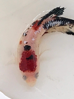 “ลายปลาคราฟ”ปลากัดคัดเกรดครีบสั้นตัวเมีย - Female Halfmoon Plakad Fancy Koi Premium Quality Grade