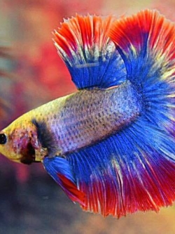 "ธงชาติไทย" ปลากัดคัดเกรดครีบยาว - Halfmoon FancyThailand Premium Quality Grade AAA+