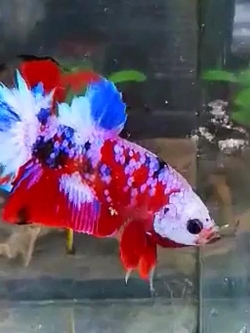 "ปลากัดแฟนซีกาแลคซี"ปลากัดคัดเกรดครีบสั้น - Halfmoon Plakad Fancy Galaxy Premium Quality Grade