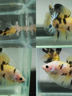 "ลายเสือ"ปลากัดคัดเกรดครีบสั้น - Halfmoon Plakad Fancy KOI Tiger Premium Quality Grade