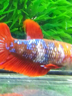 "ตัวเมียพร้อมผสม"ปลากัดคัดเกรด - Female Premium Quality Grade