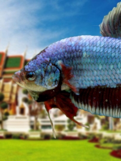 (ขายแล้วครับ)"คัดเกรด"ปลากัดยักษ์ครีบสั้น-Giant Halfmoon Plakats Fancy Salamander