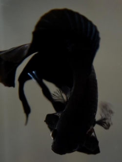 "เกรดประกวด"ปลากัดคัดเกรดครีบสั้นหางคู่ - Double Tails Halfmoon Plakad Super Black Premium Quality Grade