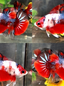 "Koi" ปลากัดคัดเกรดครีบสั้น - Halfmoon Plakad Fancy Koi Premium Quality Grade