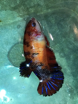 "ตัวเมียไข่เต็มท้องพร้อมผสม"ปลากัดคัดเกรดครีบสั้น - Female Halfmoon Plakad Fancy Quality Grade