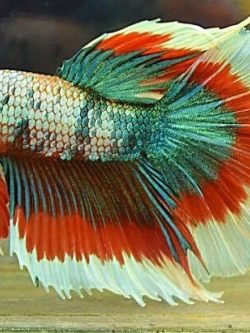 ปลากัดคัดเกรดครีบยาว - Halfmoon Fancy Colors Full Premium Quality Grade AAA+