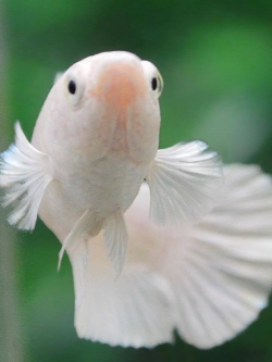 แบ่งแม่พันธุ์ปลากัดคัดเกรดครีบสั้นเพศเมีย - Female Halfmoon Plakad Premium Quality Grade White Platinum AAA+