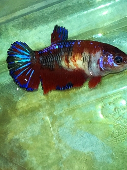 "ตัวเมียไข่เต็มท้องพร้อมผสม"ปลากัดคัดเกรดครีบสั้น - Female Halfmoon Plakad Fancy Quality Grade