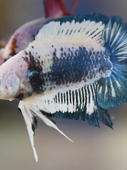 มาเบิ้ลหางคู่ ปลากัดคัดเกรดครีบสั้นสองหาง - Double Tails Fancy Blue Marble Premium Quality Grade