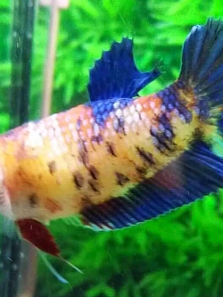 "ตัวเมียพร้อมผสม"ปลากัดคัดเกรด - Female Premium Quality Grade