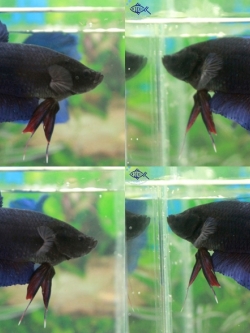 (ขายแล้วครับ)"คัดเกรด"ปลากัดยักษ์ครีบสั้น-Giant Fancy Lavender