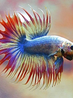 "ธงชาติไทย" ปลากัดคัดเกรดครีบยาวหางมงกุฎ - CrownTails Fancy Thailand Premium Quality Grade AAA+