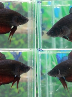 (ขายแล้วครับ)"คัดเกรด"ปลากัดยักษ์ครีบสั้น-Giant Fancy Black and Red