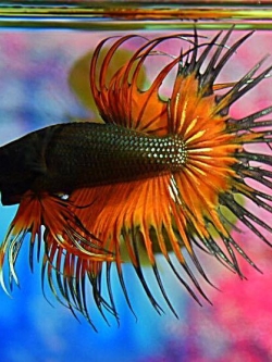 ปลากัดคัดเกรดครีบยาวหางมงกุฎ - CrownTails Fancy Premium Quality Grade AAA+