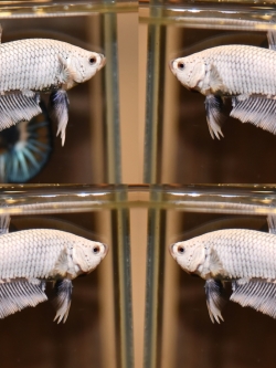 ปลากัดคัดเกรดครีบสั้น - Halfmoon Plakad White Copper Premium Quality Grade