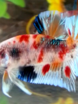 ปลากัดคัดเกรดครีบสั้น - Halfmoon Plakad Fancy Galaxy Premium Quality Grade