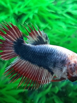 "ลายธงชาติ"ปลากัดคัดเกรดครีบยาวหางมงกุฎเพศเมีย - Female CrownTails Thailand Premium Quality Grade AAA+