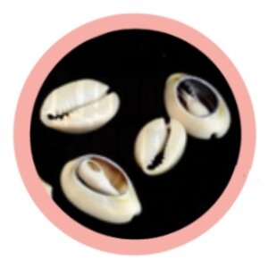 เปลือกหอย