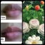 ลิปปากชมพู Pink lip ลิปแก้ปากดำ ลิปชุติมน Chutimon