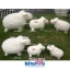 ตุ๊กตาพรีเมี่ยม แกะ Rebirth