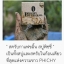 สบู่สครับกาแฟ Phichy by Phichaya ราคาส่ง
